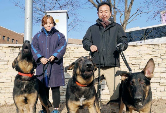 A professor and student from Daekyeung University train the three German Shepherds cloned from the heroic search and rescue dog Trakr, who saved the last survivor in the Sept. 11 terrorist attacks on the World Trade Center. Korean stem cell researcher Hwang Woo-suk donated three puppies harvested using Trakr’s DNA to the university in North Gyeongsang so that they can also be trained to become rescue dogs. [DAEKYEUNG UNIVERSITY] 