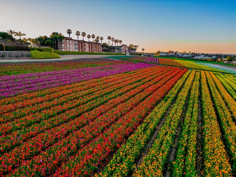 A scenic view of The Carlsbad Flower Fields in Southern California, showcasing vibrant ranunculus blooms under a clear sky.